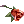 Rosa Escarlate